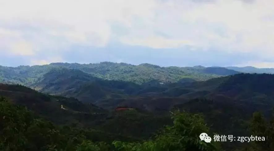 云南易武落水洞那棵活了八百多年的茶树王死了，谁是凶手？