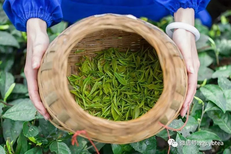 杀青用刀？炒青放油？你对制茶工艺的“青”误解太深