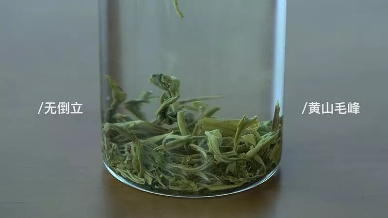 一口气泡了17款绿茶,验证是否只有龙井才能在茶汤中倒立?