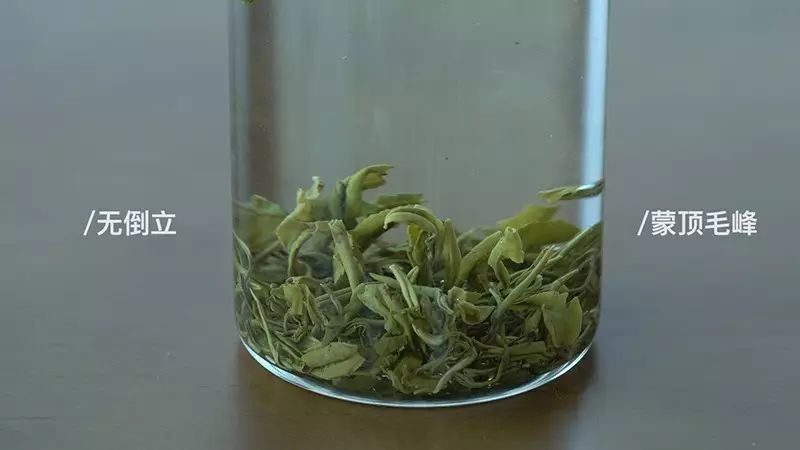 一口气泡了17款绿茶,验证是否只有龙井才能在茶汤中倒立?
