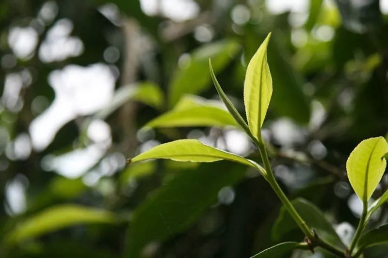 你喝茶时尝到过什么独特的滋味？鸡汤味、海带汤味、外太空味、熊孩子味……