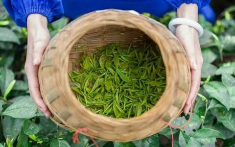 选择困难症患者的疑惑：茶叶杀青为什么有这么多种方式？