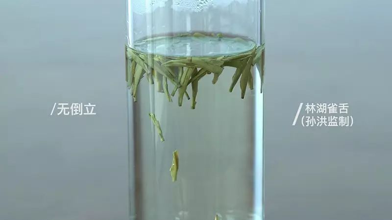 一口气泡了17款绿茶,验证是否只有龙井才能在茶汤中倒立?