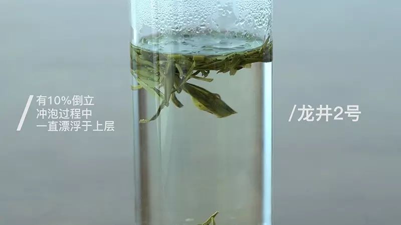 一口气泡了17款绿茶,验证是否只有龙井才能在茶汤中倒立?