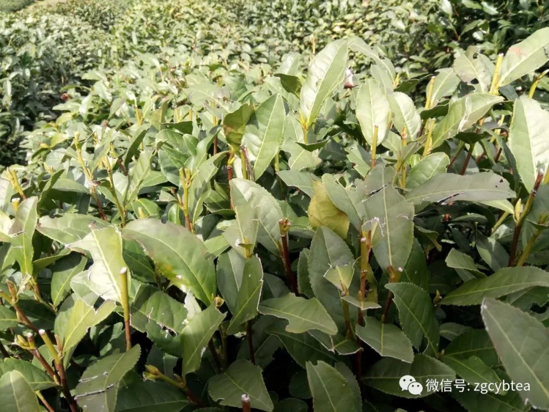 易武小树开采,老班章/昔归/冰岛未萌芽,居然就有了"权威"春茶价?