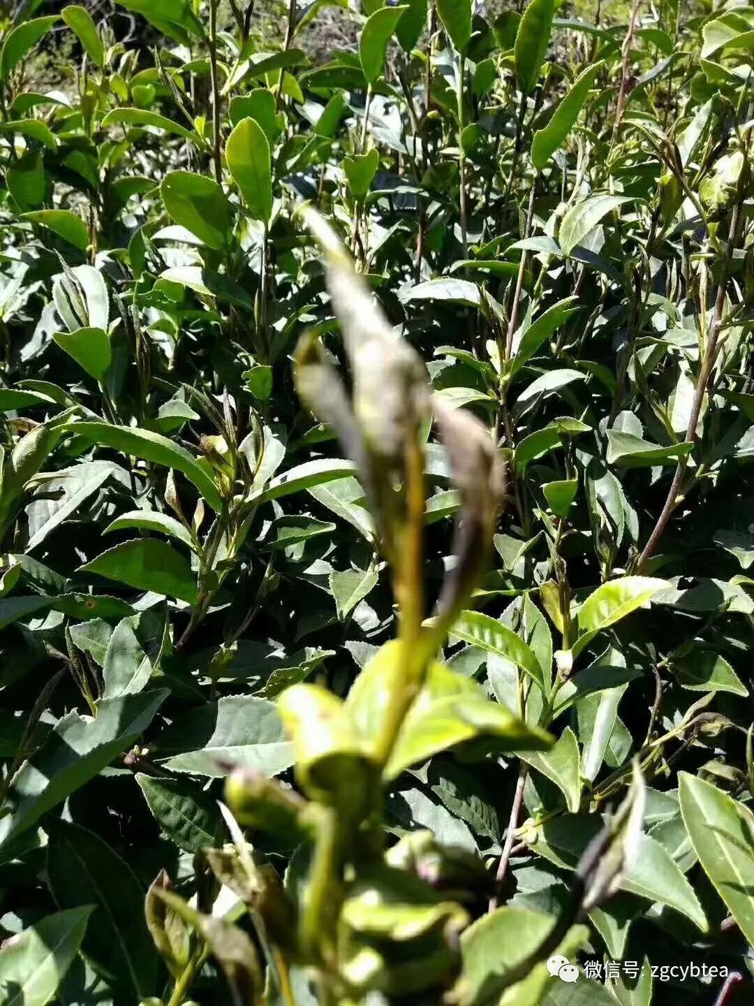 突发重磅：倒春寒突袭武夷山，高山地区萌发茶叶遭受打霜，受损严重！