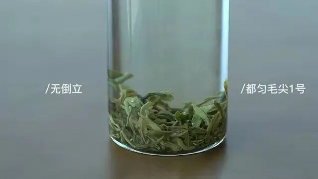 验证绿茶界“倒立现象”，我们做了这个实验