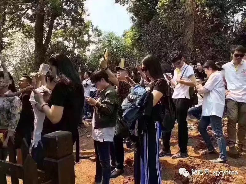 他们把班章村挤成菜市场，将易武堵成帝都，用生命演绎茶山怪象！