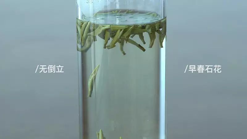 一口气泡了17款绿茶,验证是否只有龙井才能在茶汤中倒立?
