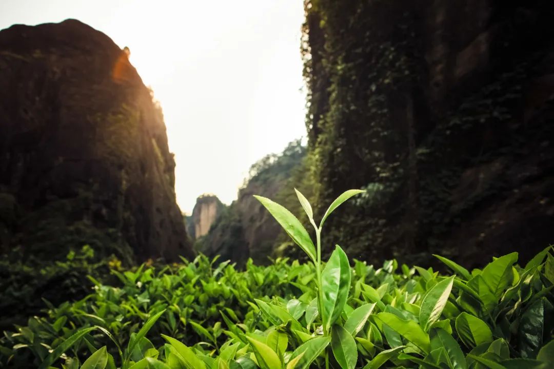 武夷岩茶中那些多不胜数的品种名到底啥意思?我们来给你翻译翻译