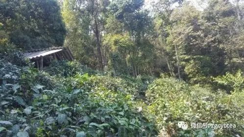 你现在到手的龙井春茶可能是假的！即时播报12大茶产区春茶产情