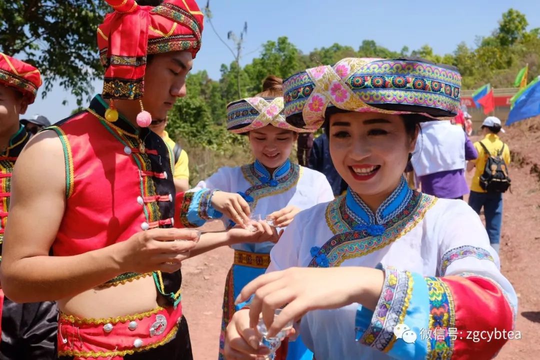 茶界香格里拉-传说中的曼松到底长什么样?图文揭秘长在森林中的古茶园