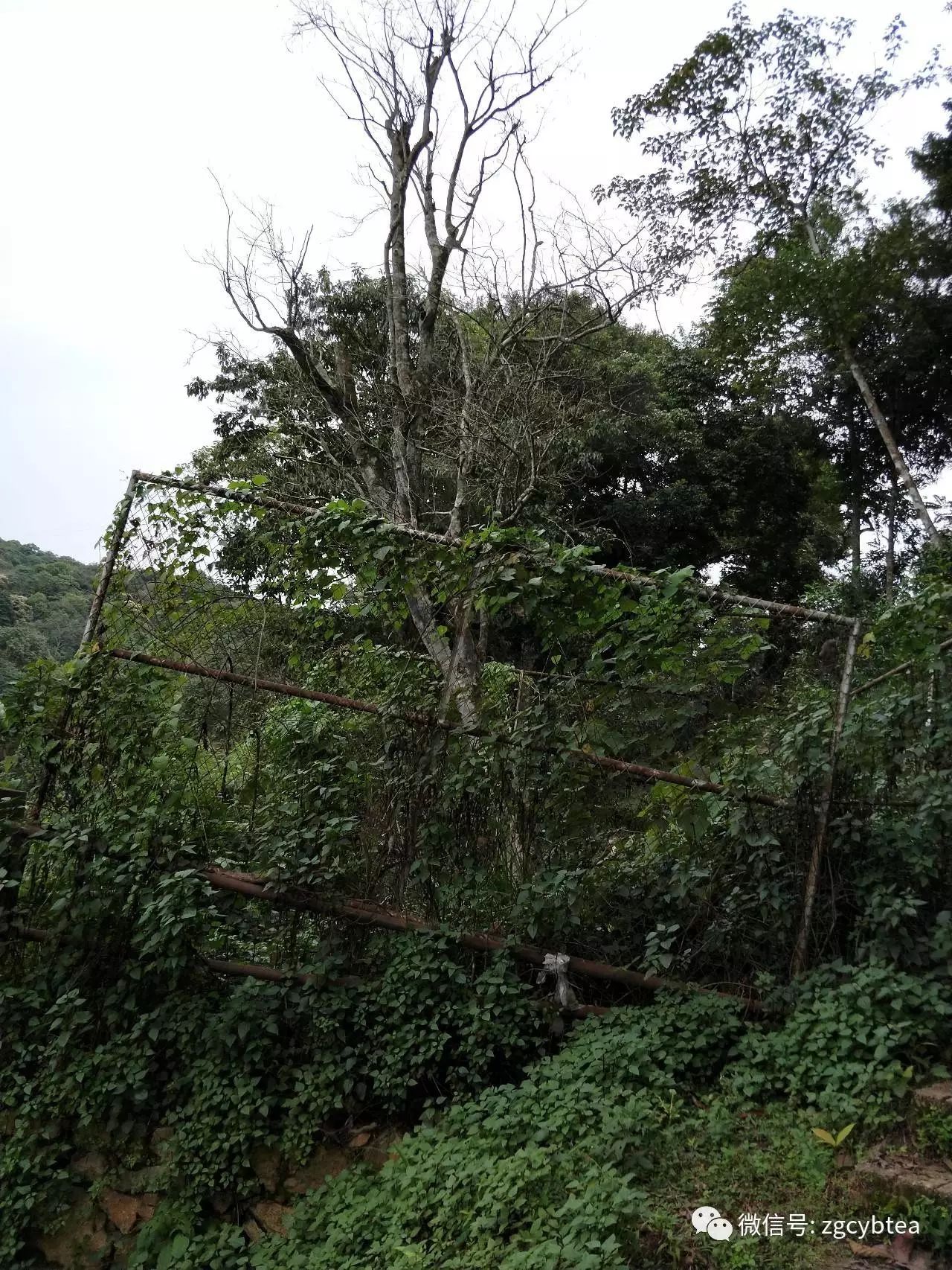 云南易武落水洞那棵活了八百多年的茶树王死了，谁是凶手？