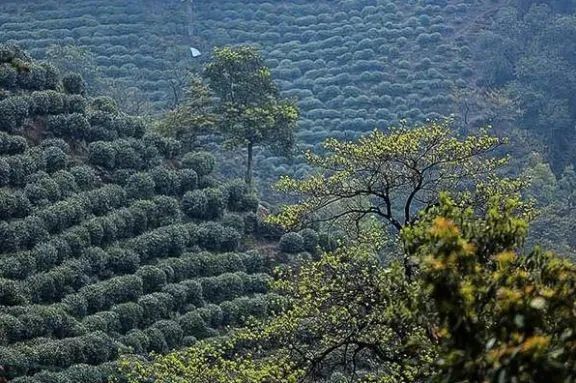 如何喝到一杯正宗的西湖龙井？记住五个绝招，缺一不可！