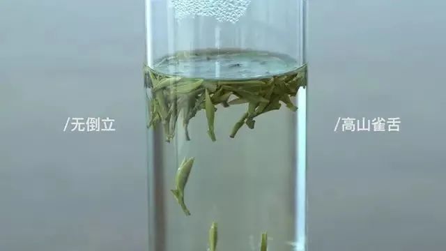验证绿茶界“倒立现象”，我们做了这个实验