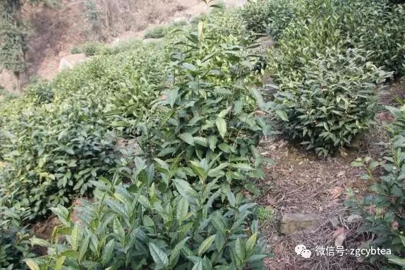 你现在到手的龙井春茶可能是假的！即时播报12大茶产区春茶产情