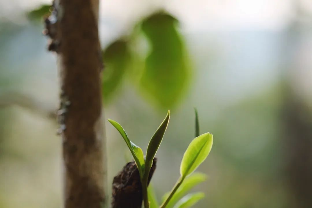 爱过的你“懂过”吗、“同庆河”是河吗，那些让你摸不着头脑的山头、寨子高频词汇