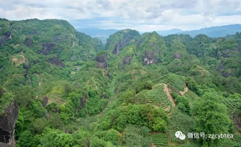 茶亲时代:几千公里外不相识的两个陌生人,用茶汤调浓了血缘关系