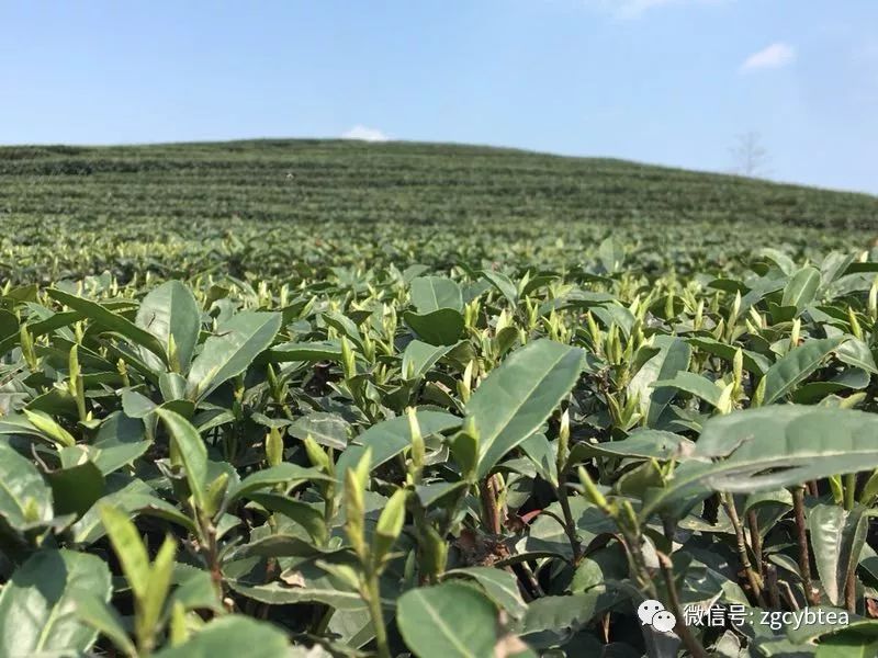 易武小树开采,老班章/昔归/冰岛未萌芽,居然就有了"权威"春茶价?
