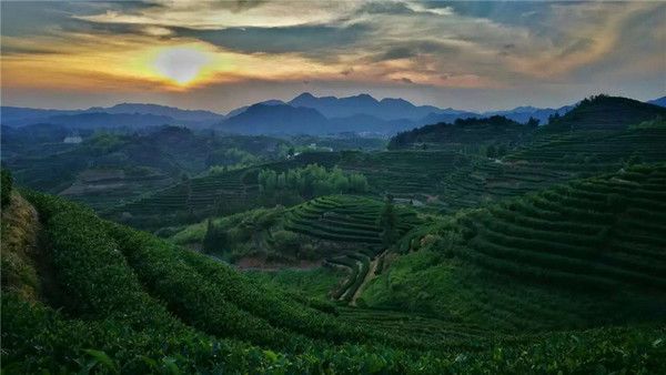 福建著名茶叶地方公共品牌IP打造哪家强？茶类区域IP管理必读！