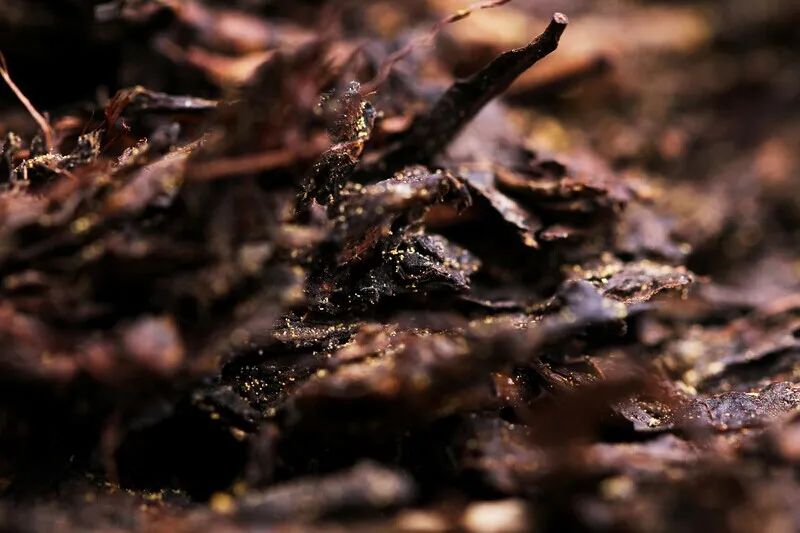 微观世界：茶叶上盛开的花