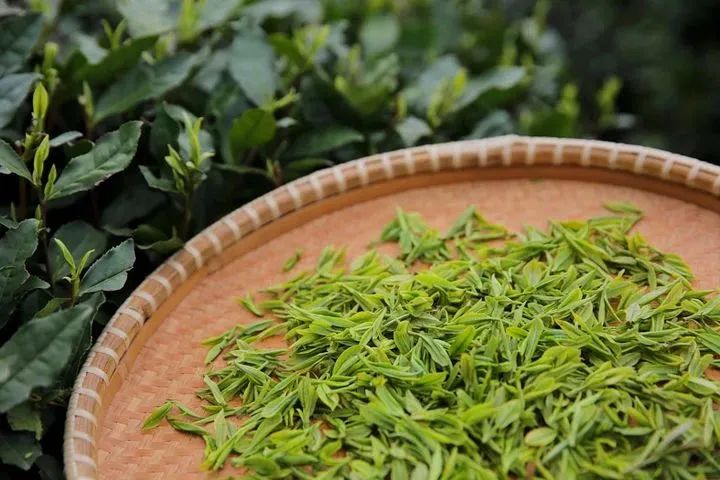 如何喝到一杯正宗的西湖龙井？记住五个绝招，缺一不可！