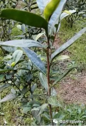 你现在到手的龙井春茶可能是假的！即时播报12大茶产区春茶产情