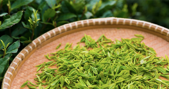 高考完了，要开始选志愿了，学茶学吗？