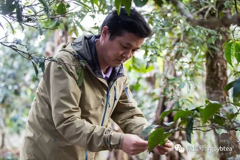 茶亲时代:几千公里外不相识的两个陌生人,用茶汤调浓了血缘关系