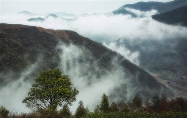 福建著名茶叶地方公共品牌IP打造哪家强？茶类区域IP管理必读！