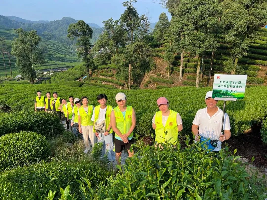 热！多地茶区面临高温天气，往后一年茶叶价格再翻一番？