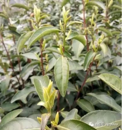 你现在到手的龙井春茶可能是假的！即时播报12大茶产区春茶产情