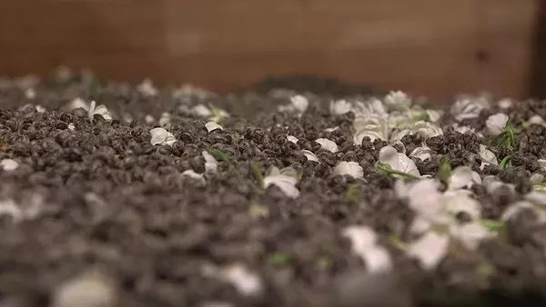 把茉莉跟茶凑一起就成了茉莉花茶?真正的花茶工艺可能是花半辈子都学不会的绝技!