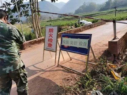 春茶季快到了，你今年准备去茶山吗？