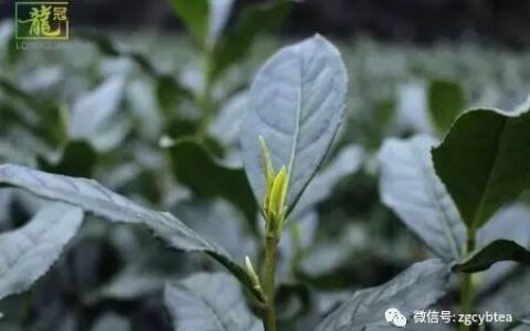 你现在到手的龙井春茶可能是假的！即时播报12大茶产区春茶产情