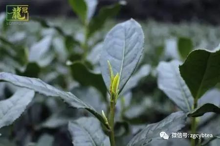 你现在到手的龙井春茶可能是假的！即时播报12大茶产区春茶产情