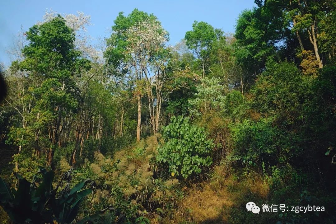 茶界香格里拉-传说中的曼松到底长什么样?图文揭秘长在森林中的古茶园