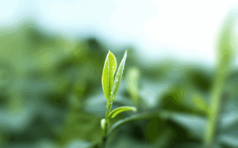 老川茶是怎么"流行"起来的?为何深受川渝老茶人的喜爱?我们试图寻找其中的答案