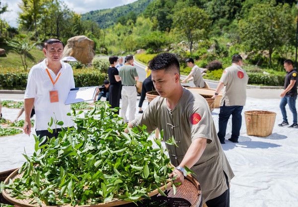 福建著名茶叶地方公共品牌IP打造哪家强？茶类区域IP管理必读！