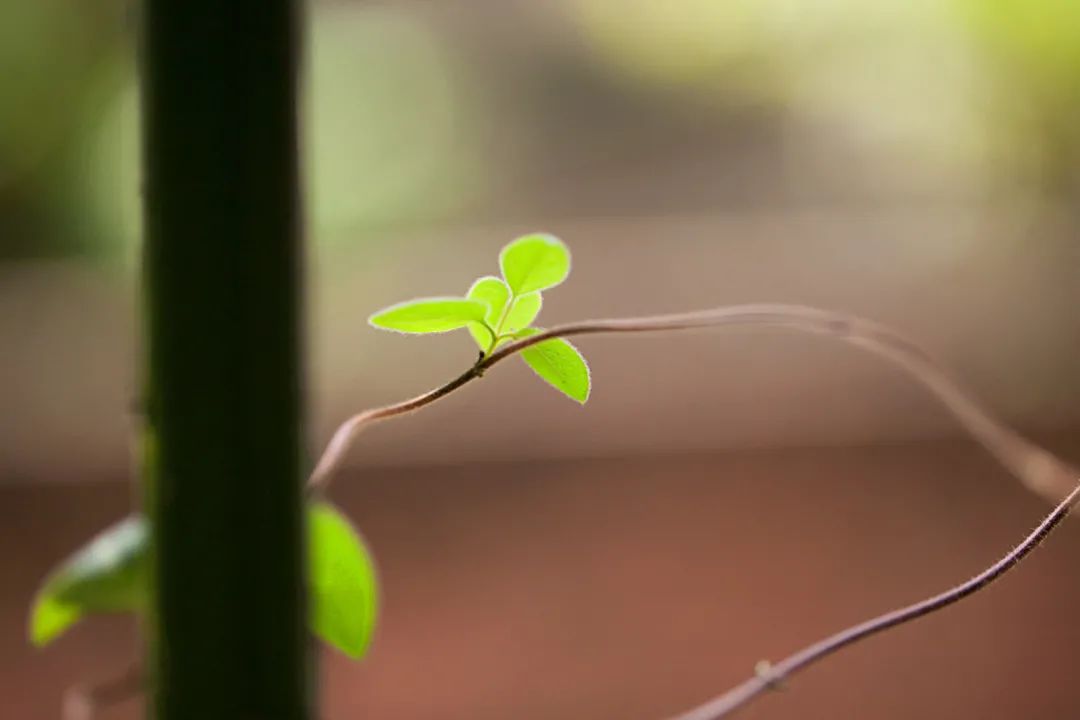 没有蹭过茶的老茶鬼，人生是不完整的