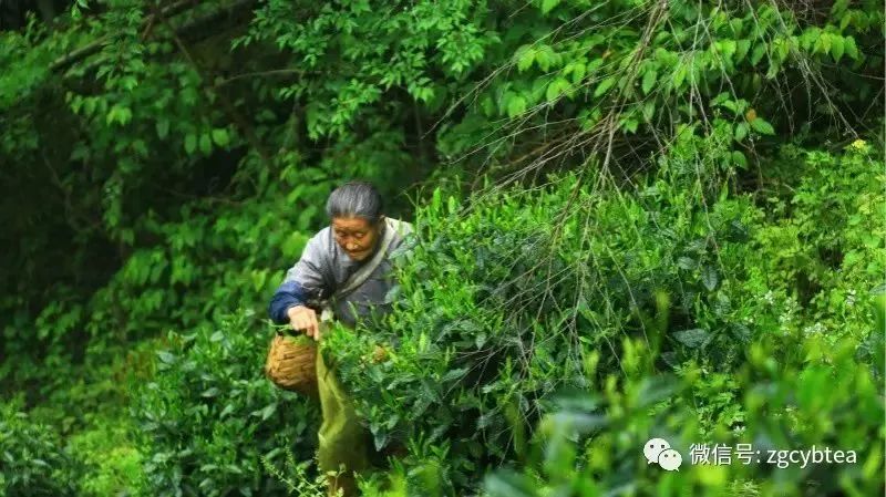 佳节将至，推荐十部与茶有关的经典影视剧作，茶人宅家必看！