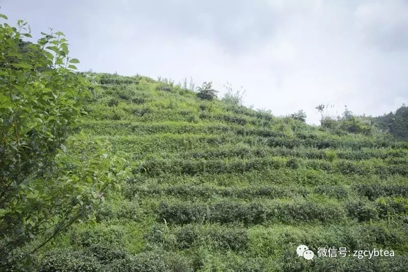 全国2862个县中它毫不起眼,却用牛肉丸和白溪茶氤氲了客家山乡梦