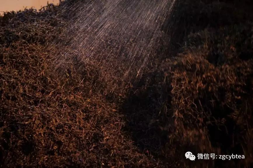 未来十年熟普将被改写？高等级毛茶制作的高端熟普会一统江湖？