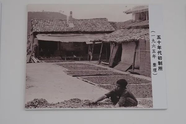 滇红16问，你还能找到拒绝滇红的理由吗？