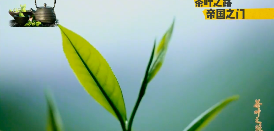 佳节将至，推荐十部与茶有关的经典影视剧作，茶人宅家必看！