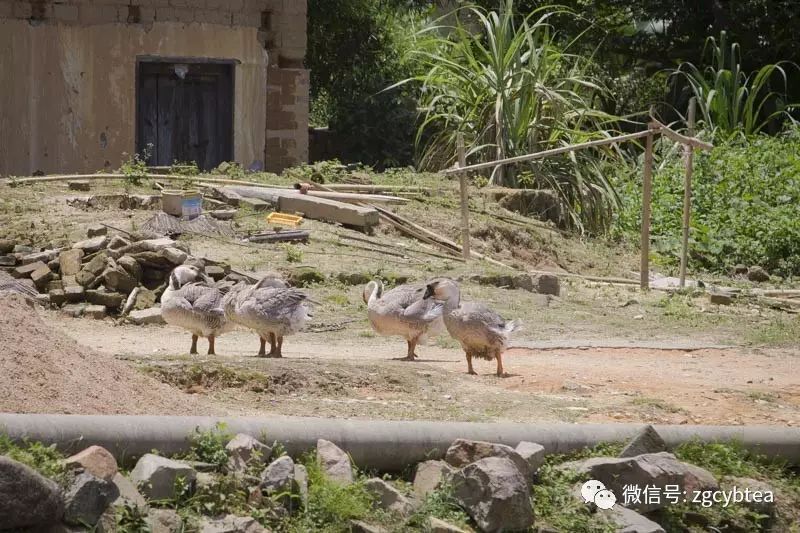 全国2862个县中它毫不起眼,却用牛肉丸和白溪茶氤氲了客家山乡梦