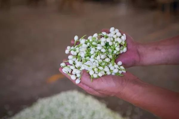 把茉莉跟茶凑一起就成了茉莉花茶?真正的花茶工艺可能是花半辈子都学不会的绝技!