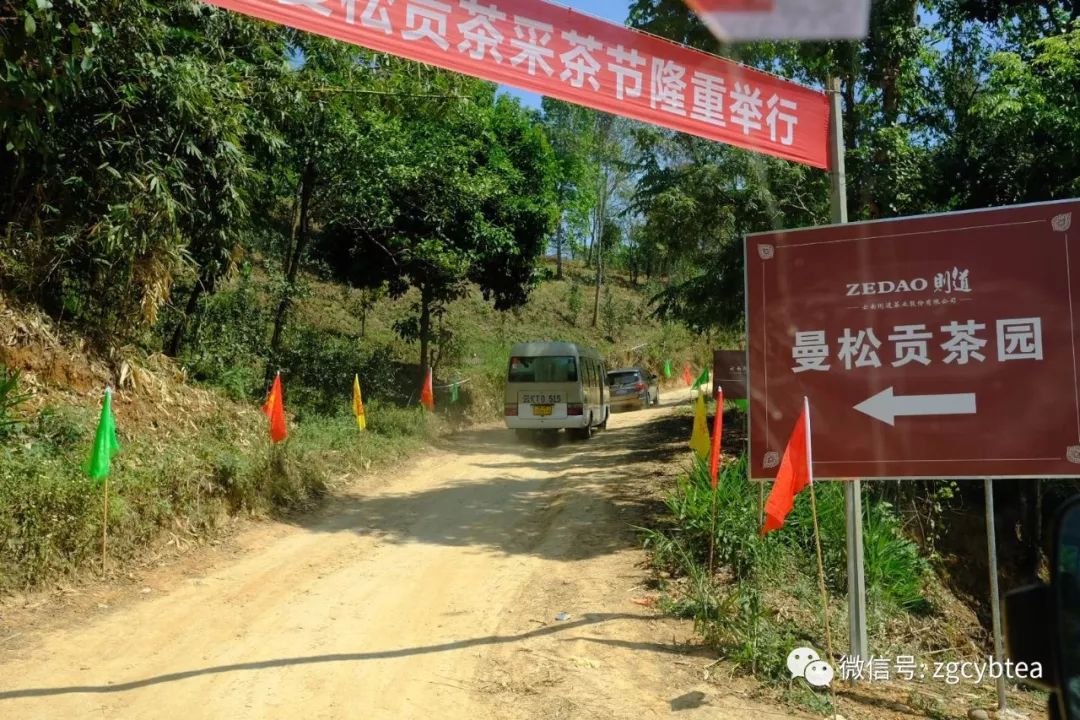 茶界香格里拉-传说中的曼松到底长什么样?图文揭秘长在森林中的古茶园