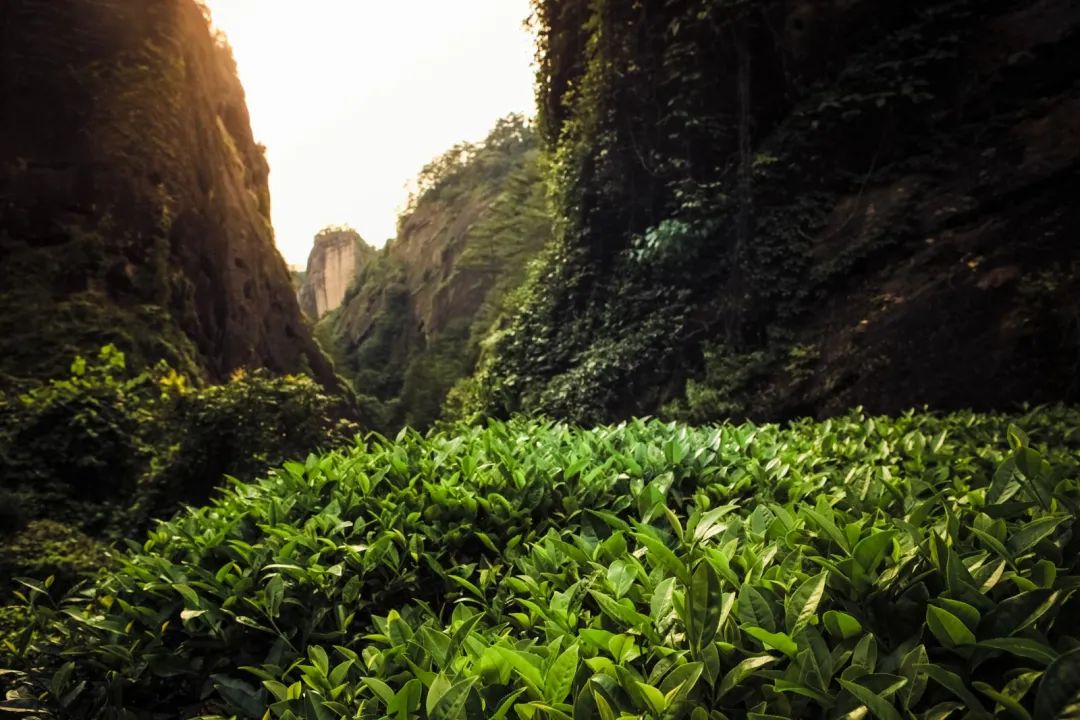 高考考了，散伙饭也吃了，这29所茶学专业学校了解一下？