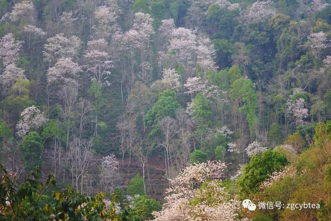 茶界香格里拉-传说中的曼松到底长什么样?图文揭秘长在森林中的古茶园